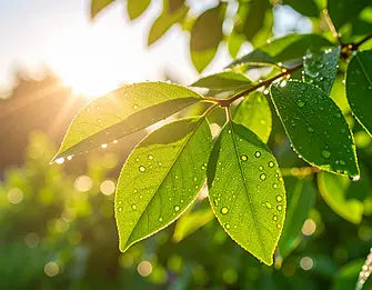 Bath Bomb Lyra（Green Leaf）