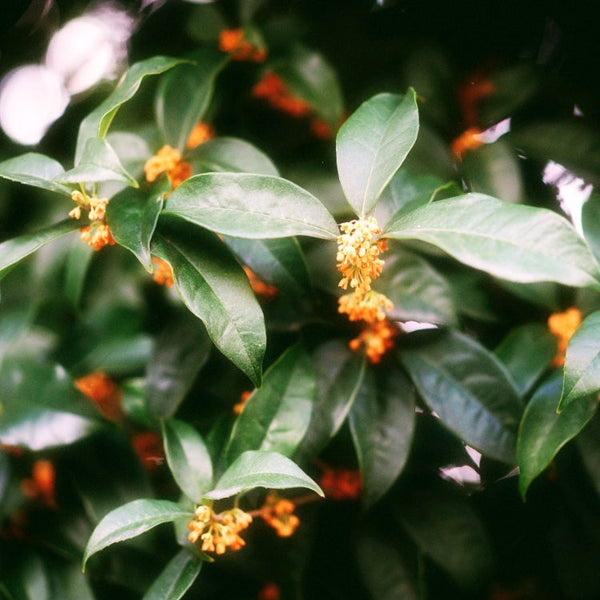 Bath Bomb Ballet (Osmanthus)